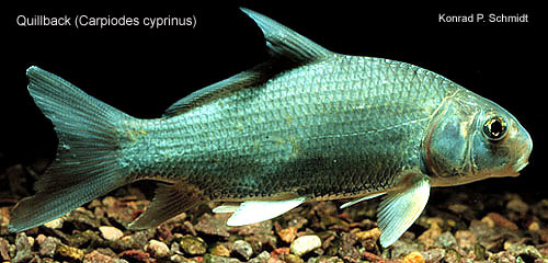 Photo of Carpiodes cyprinus